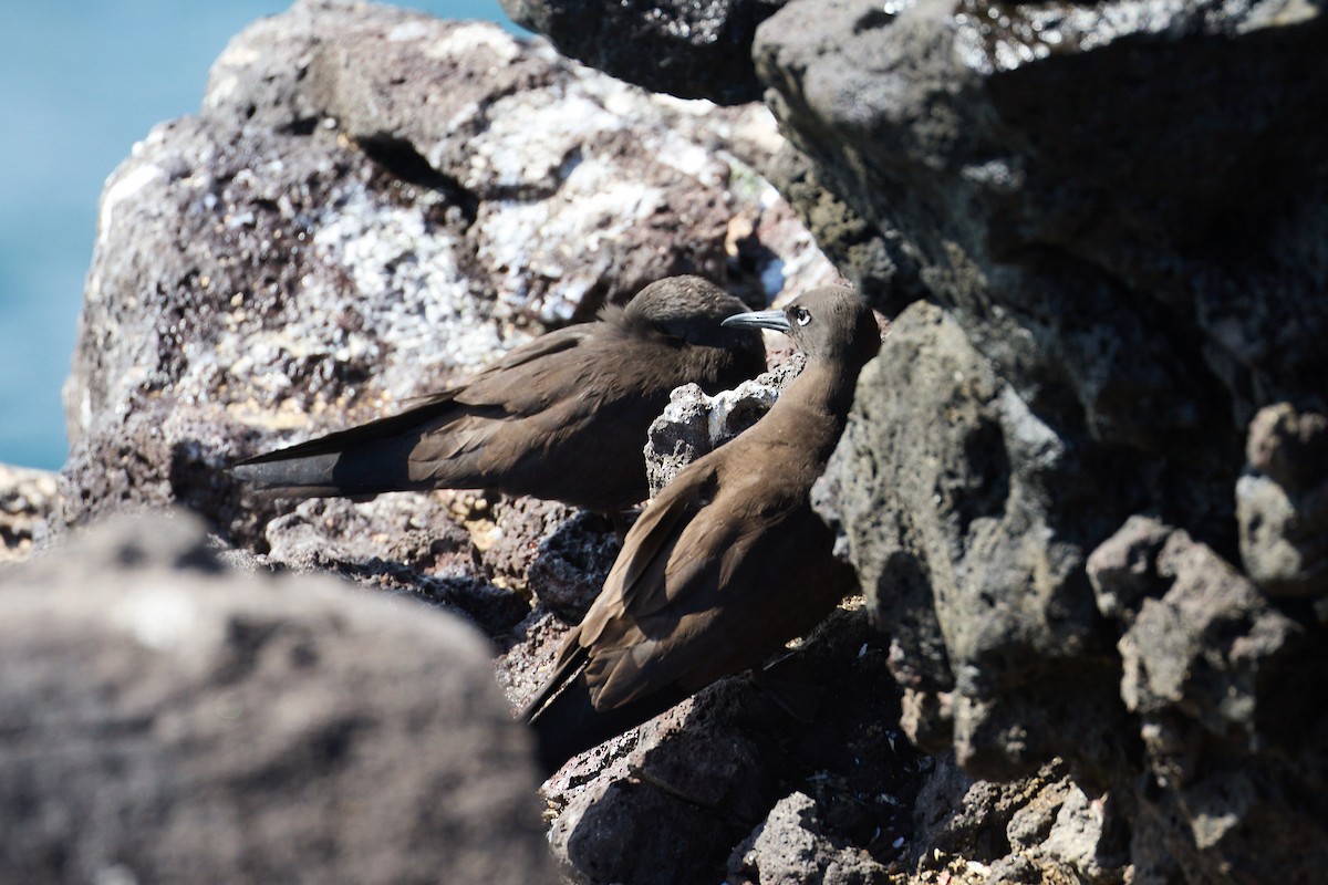 Brown Noddy - ML638638086