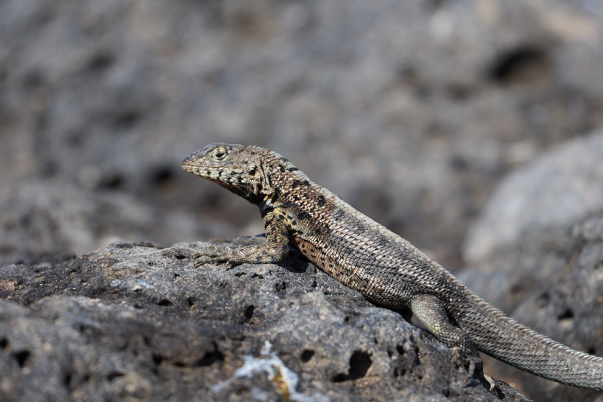 Isabela Lava Lizard - ML638638089