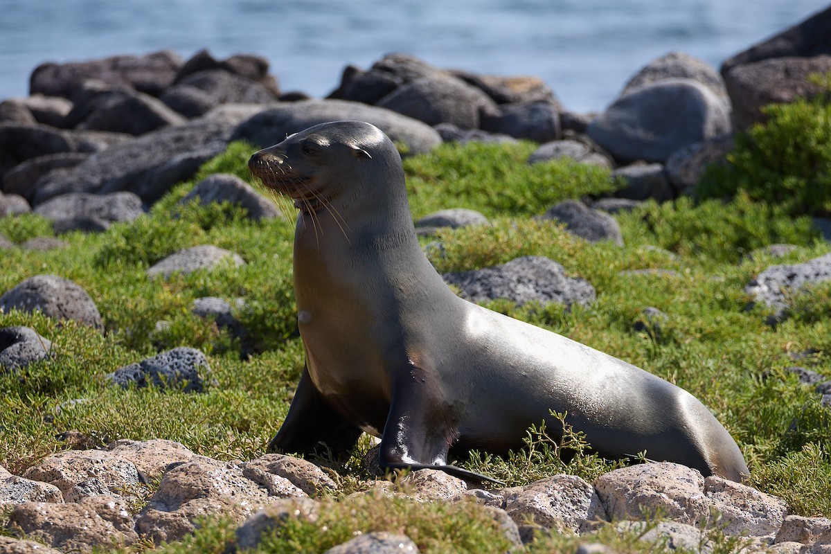 Galápagos Sea Lion - ML638638106