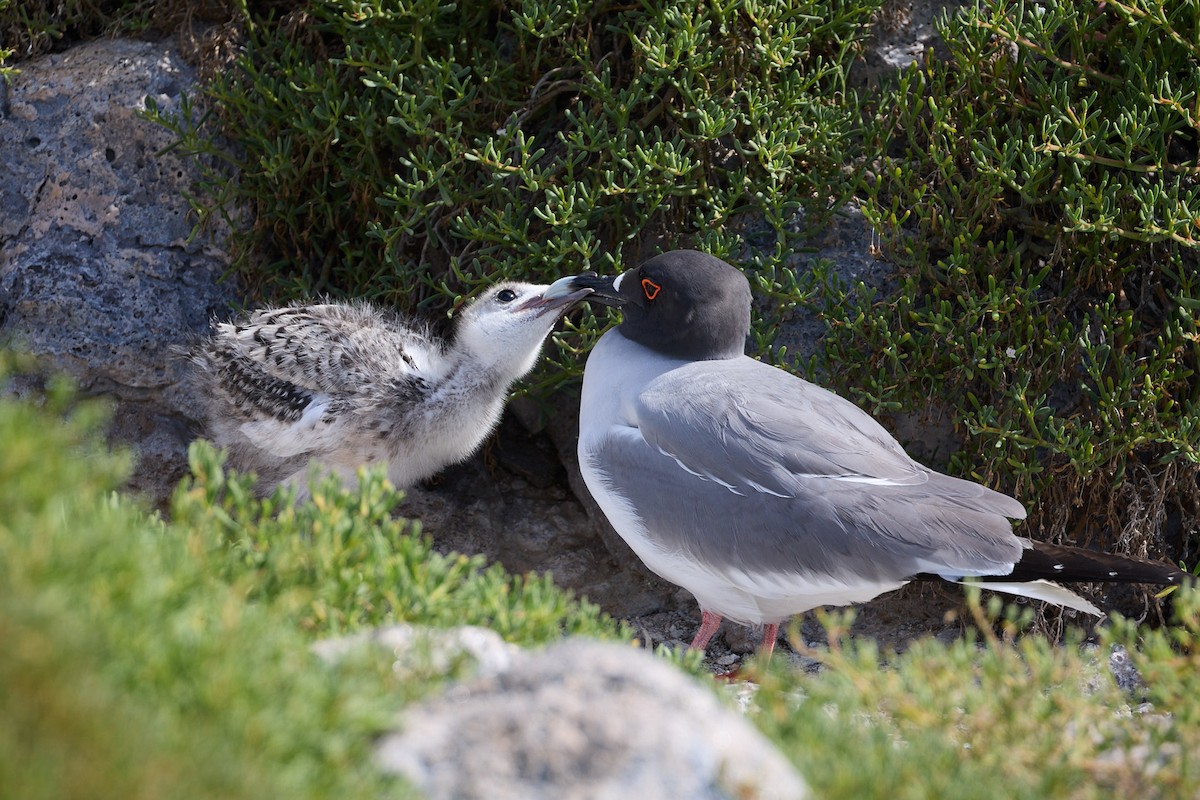 Swallow-tailed Gull - ML638638111