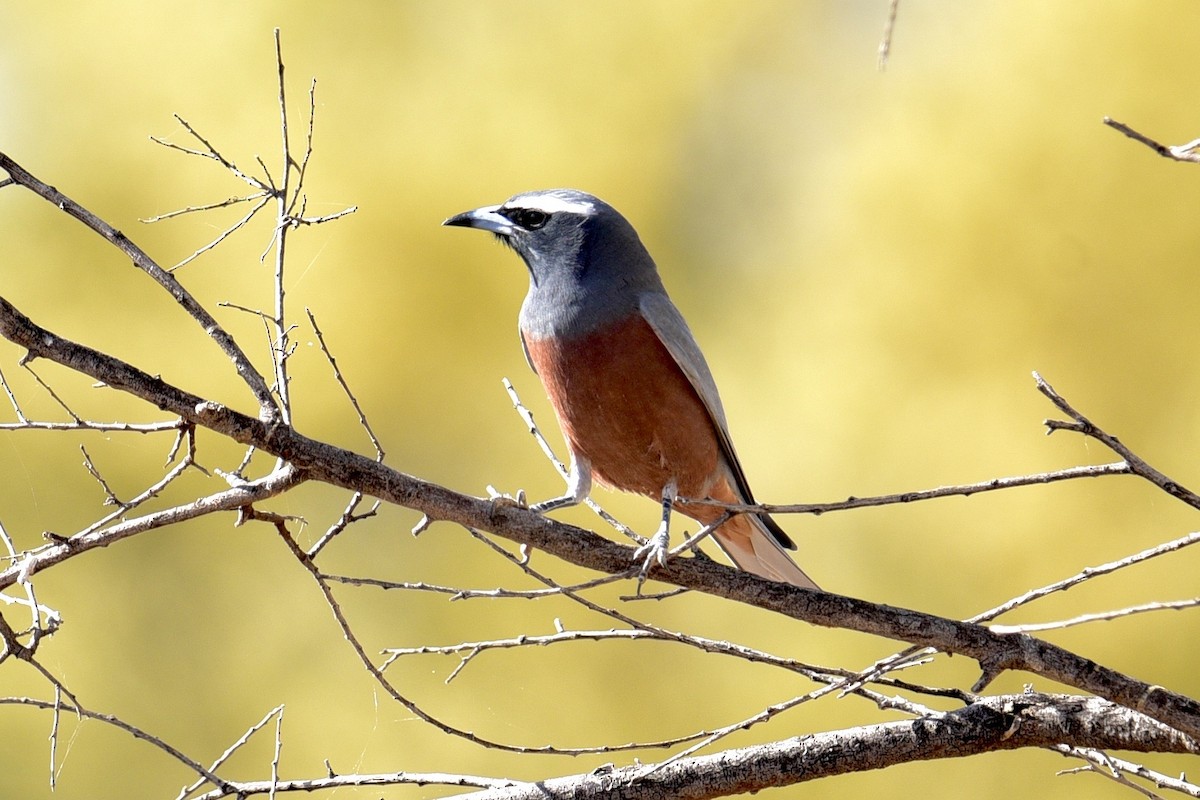 White-browed Woodswallow - ML638638128