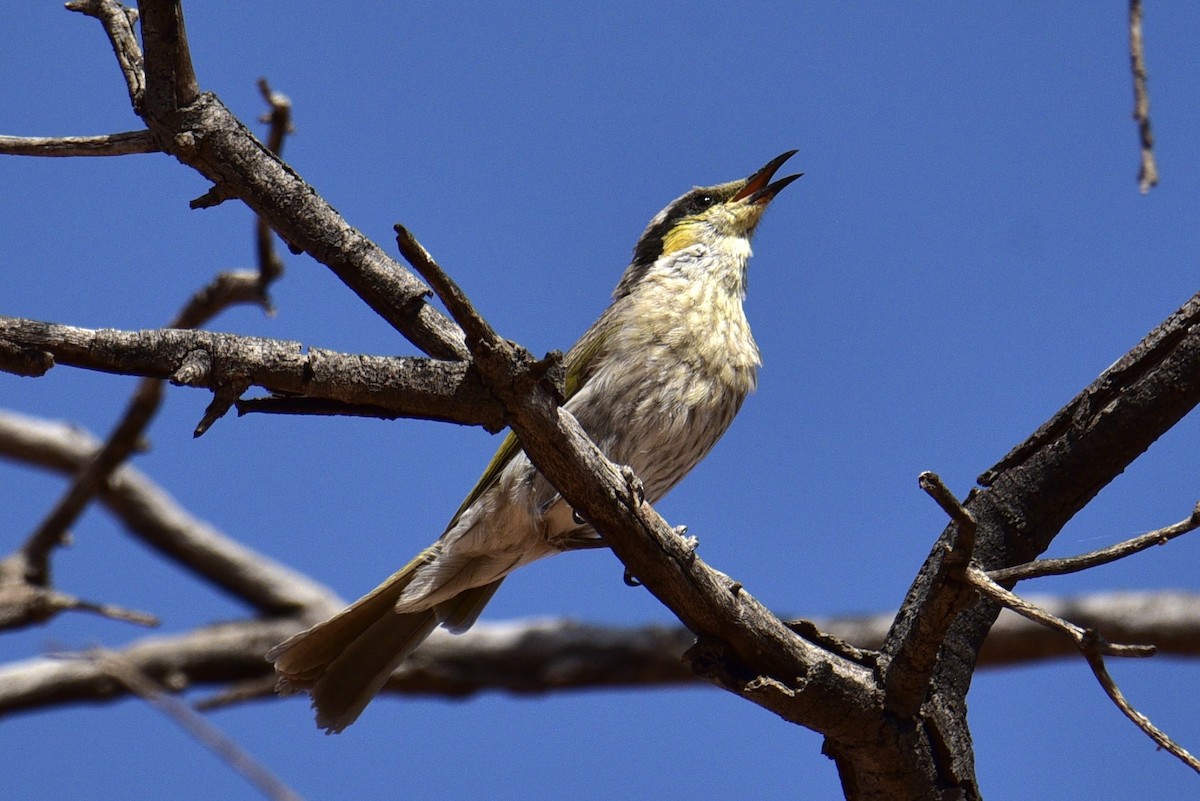 Singing Honeyeater - ML638638144
