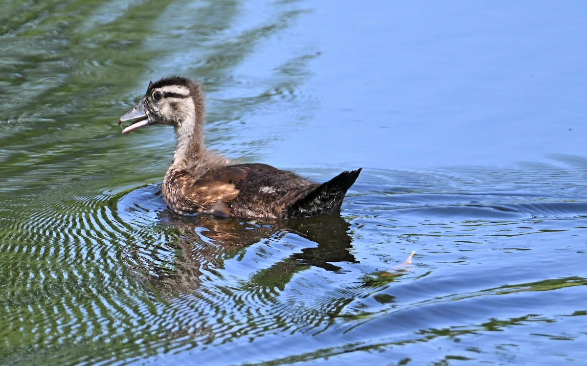 Wood Duck - ML638638150