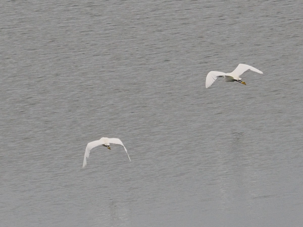 Snowy Egret - ML638638181