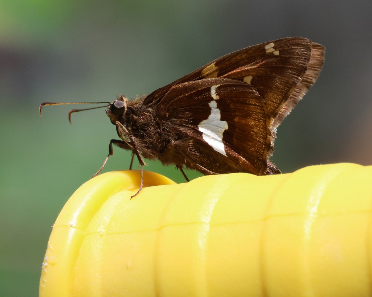 Insects - ML638638264