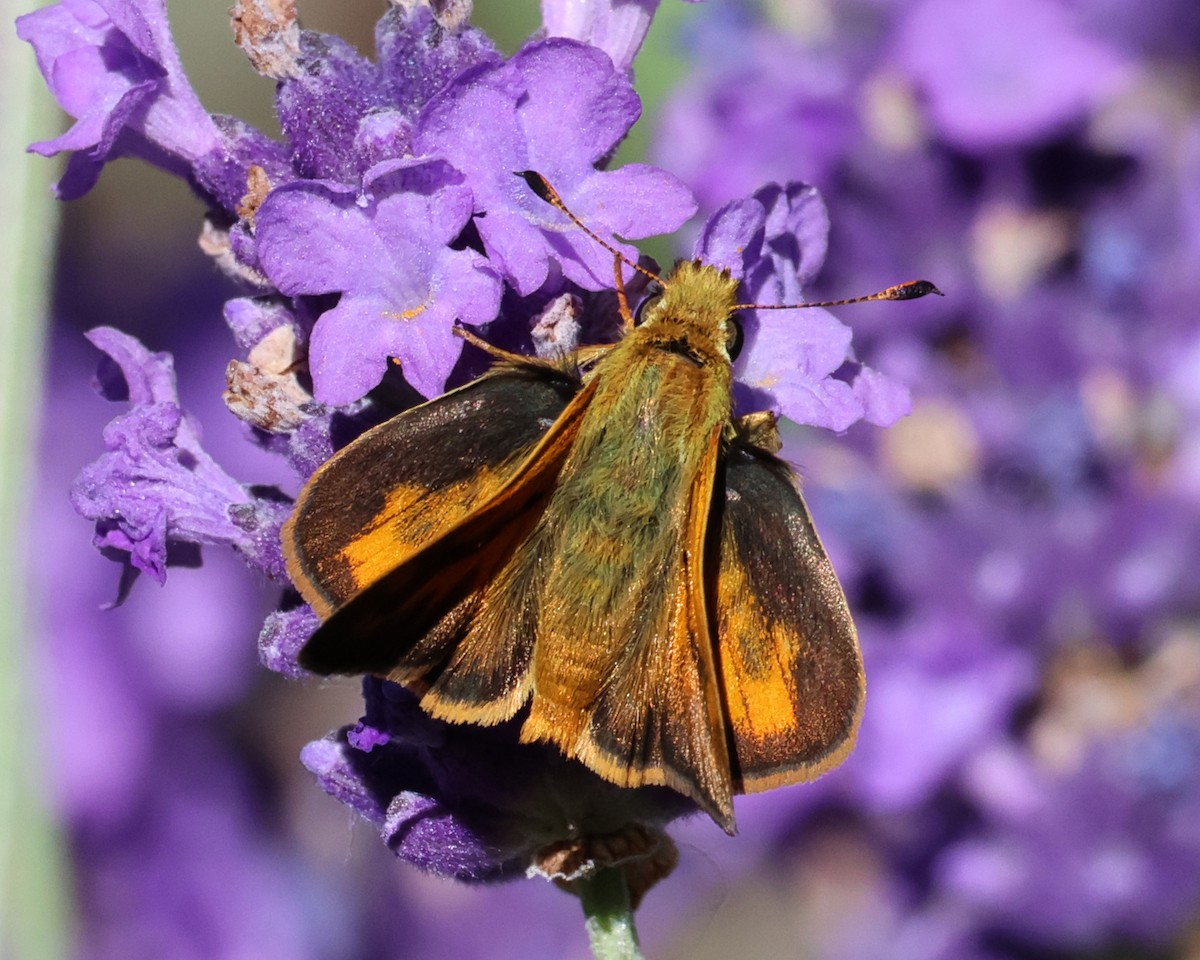 Insects - ML638638273