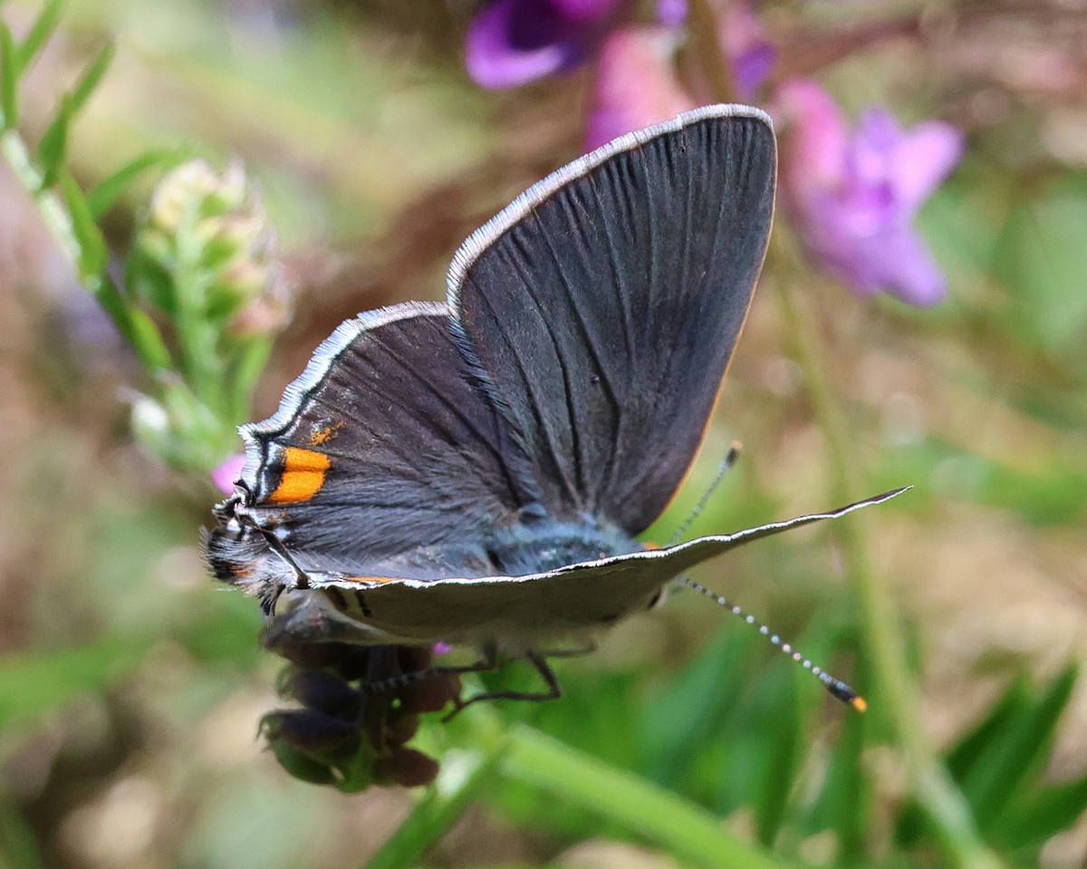 Insects - ML638638274