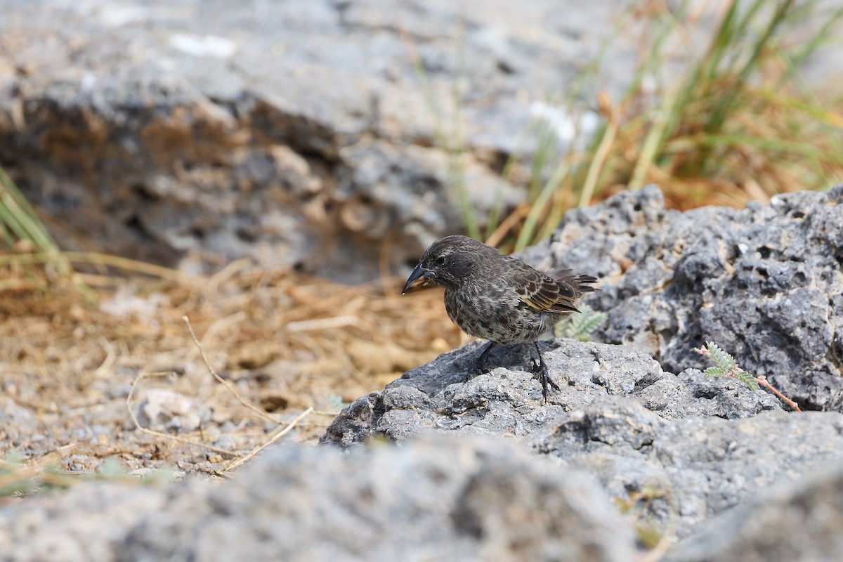 Common Cactus-Finch - ML638638310