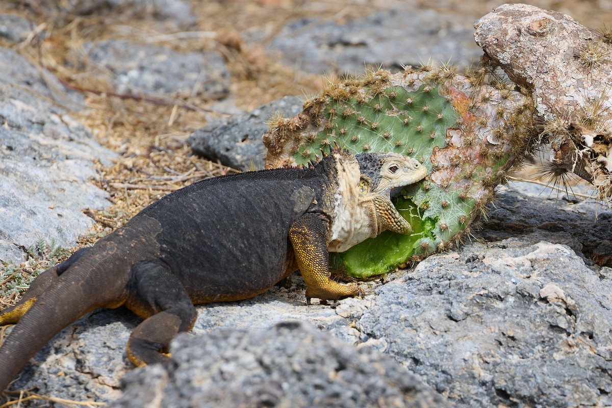 Galápagos Land Iguanas - ML638638316