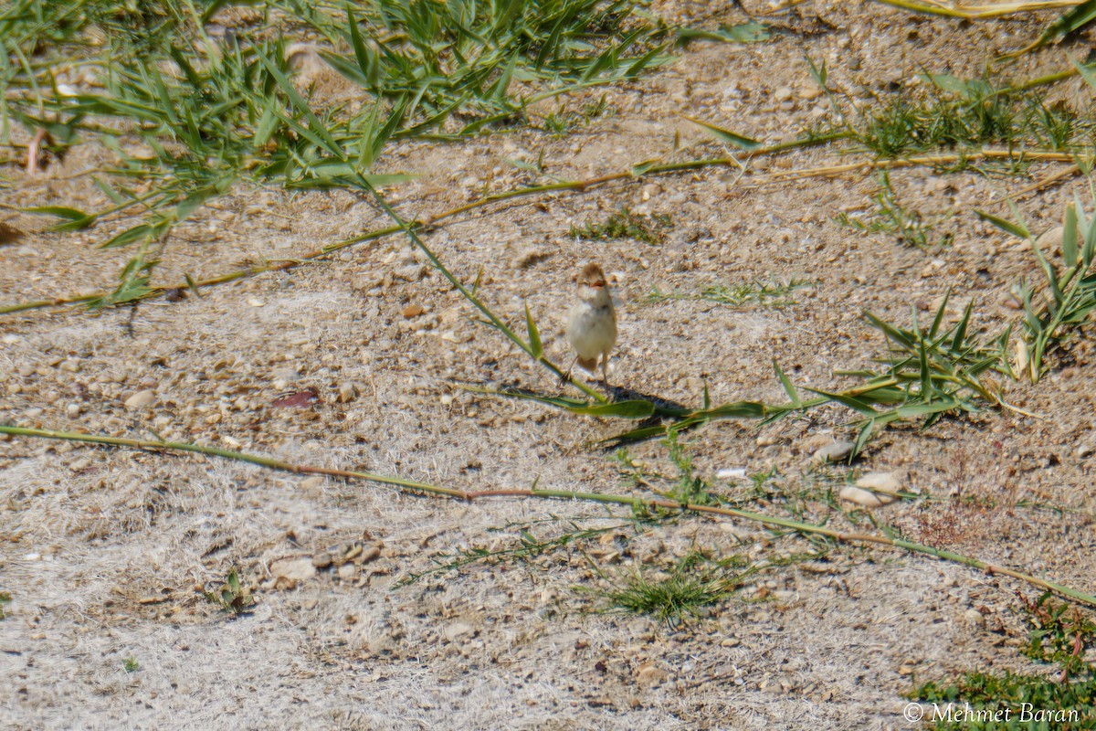ub. spurvefugl (Passeriformes sp.) - ML638638474