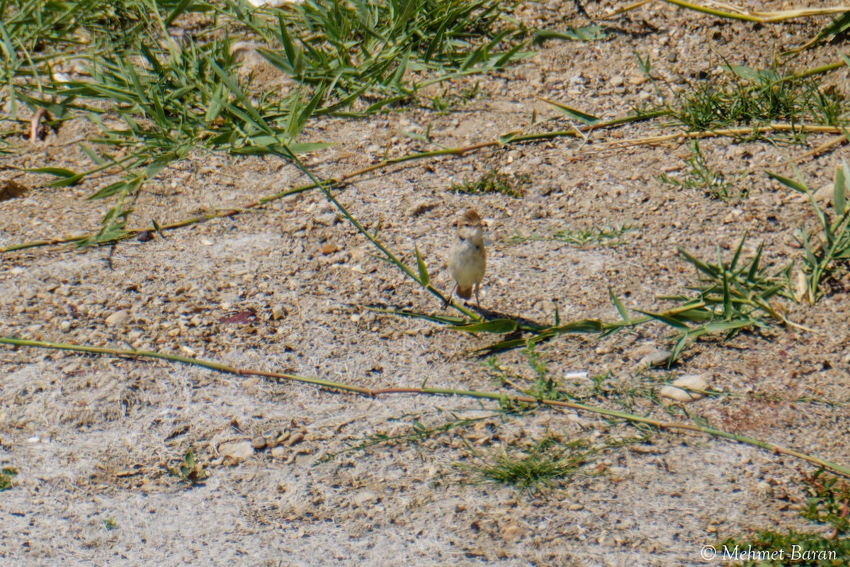 ub. spurvefugl (Passeriformes sp.) - ML638638475