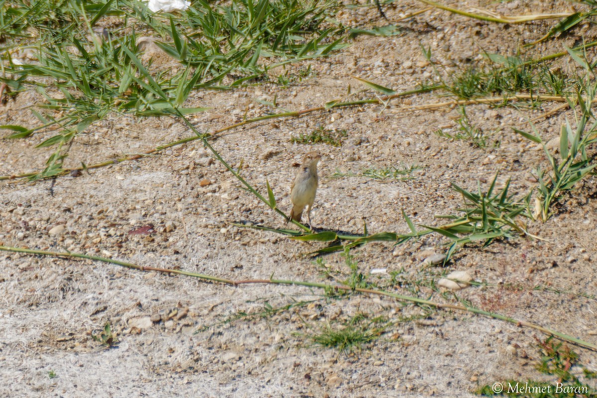ub. spurvefugl (Passeriformes sp.) - ML638638476