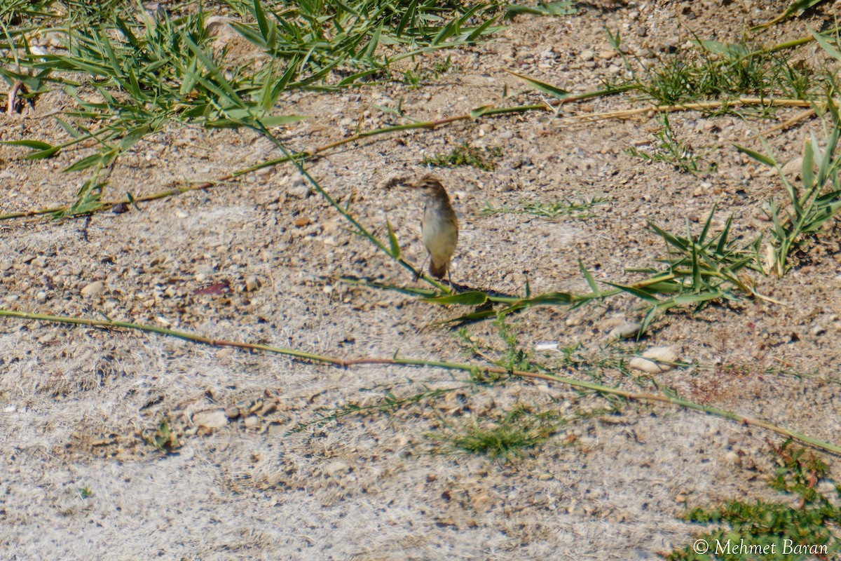 ub. spurvefugl (Passeriformes sp.) - ML638638477