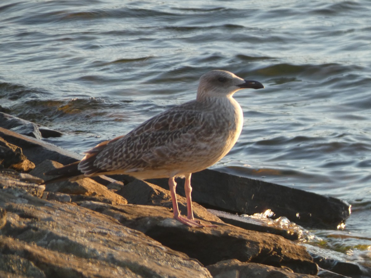 Lesser Black-backed Gull - ML638638483