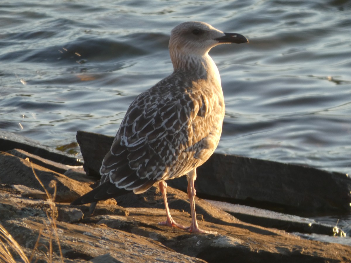 Lesser Black-backed Gull - ML638638484