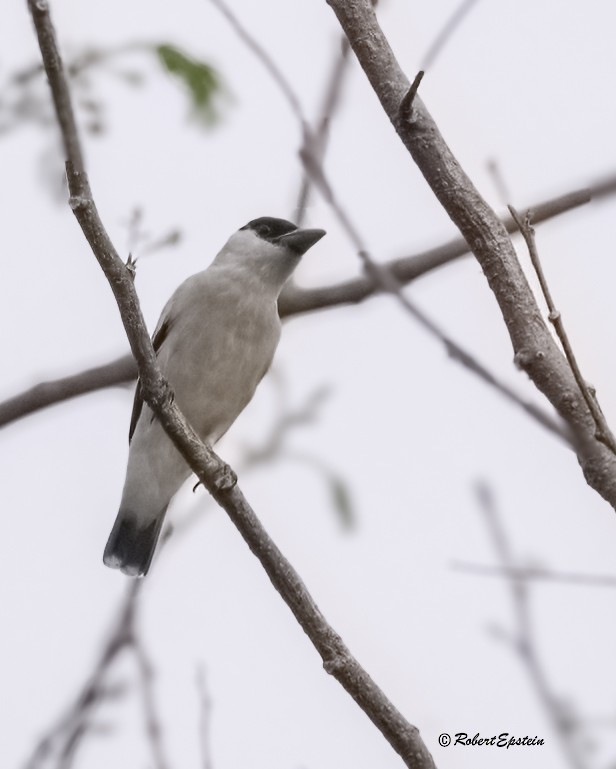 svartkronetityra - ML638638508