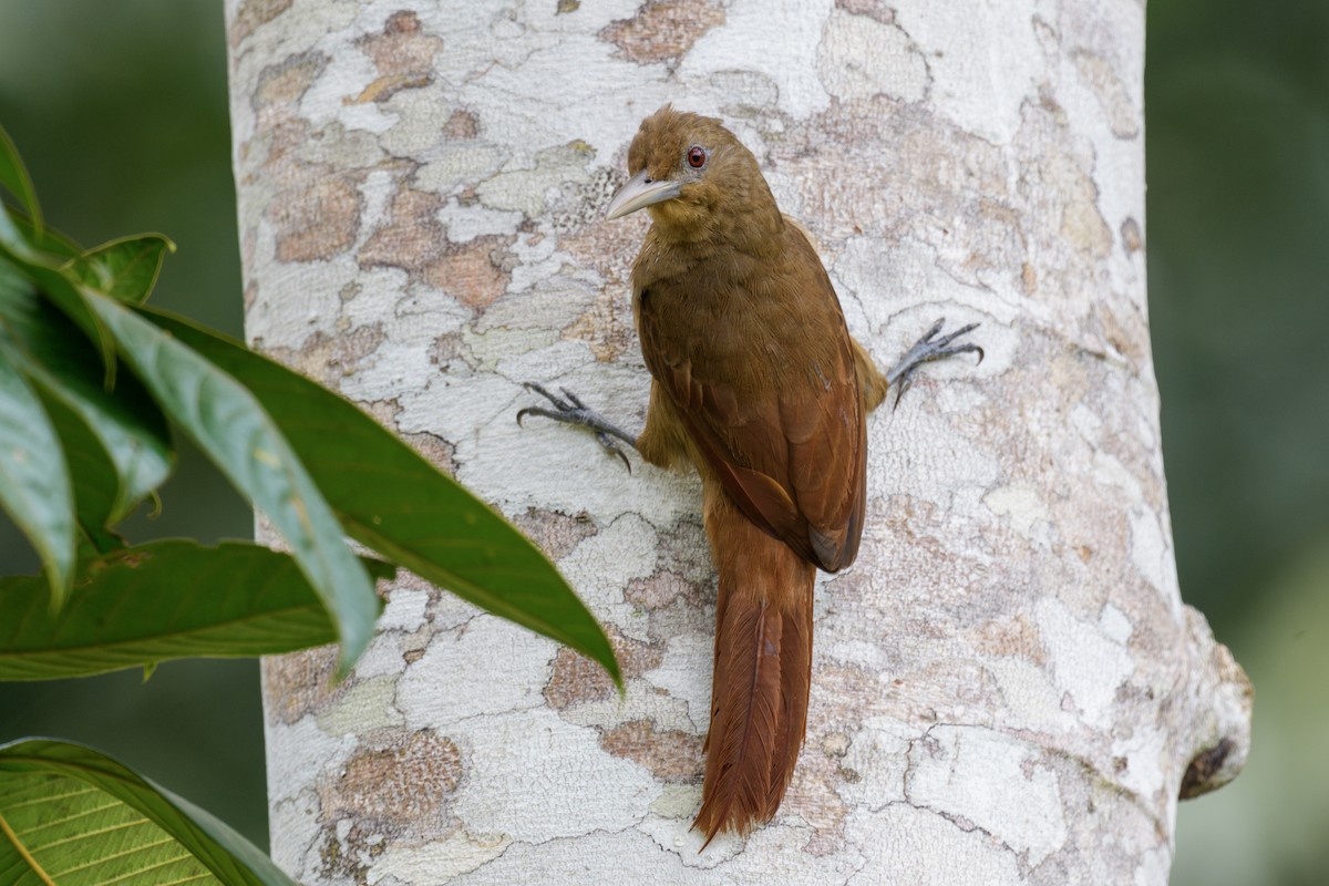 Cinnamon-throated Woodcreeper - ML638638512