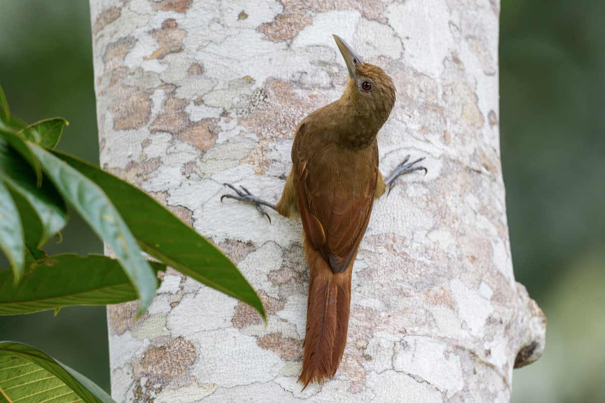 Cinnamon-throated Woodcreeper - ML638638513