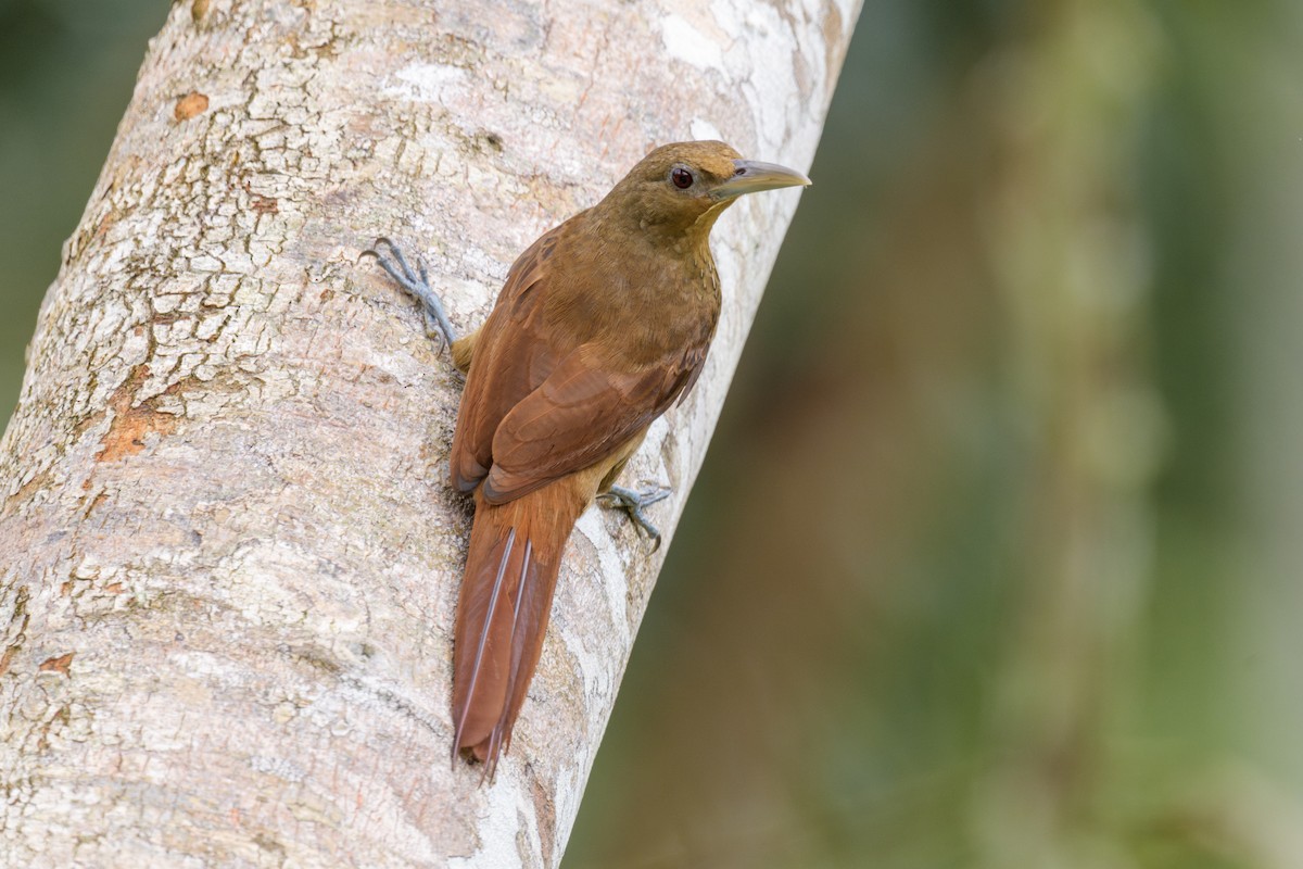Cinnamon-throated Woodcreeper - ML638638517