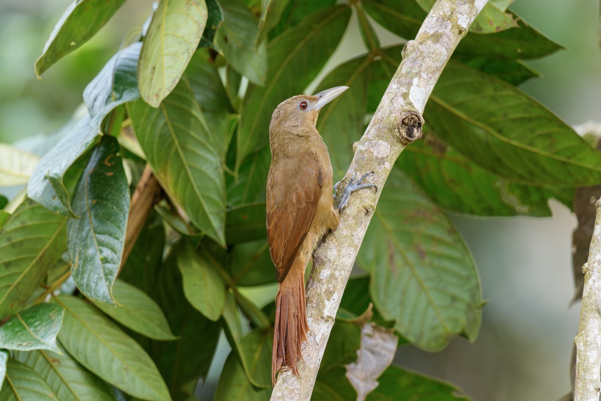Cinnamon-throated Woodcreeper - ML638638518