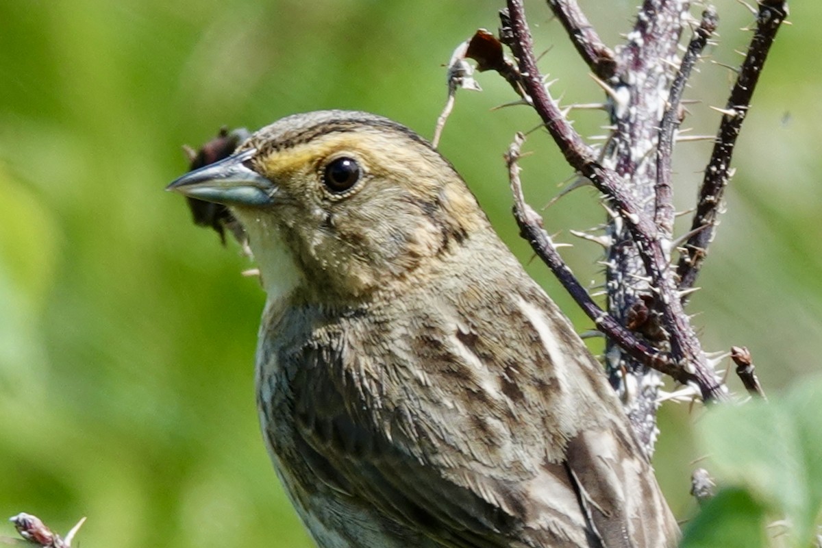 Nelson's Sparrow - ML638638584