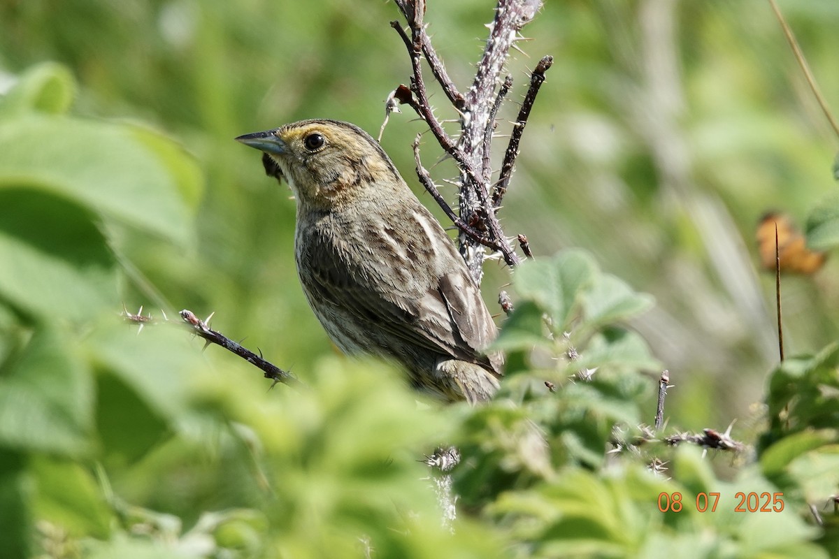Nelson's Sparrow - ML638638585