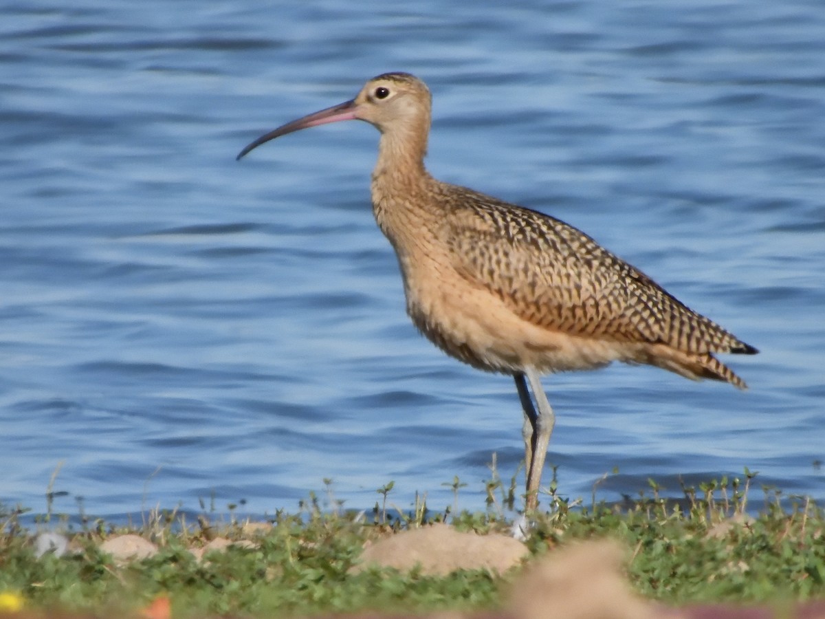 Rostbrachvogel - ML638638649