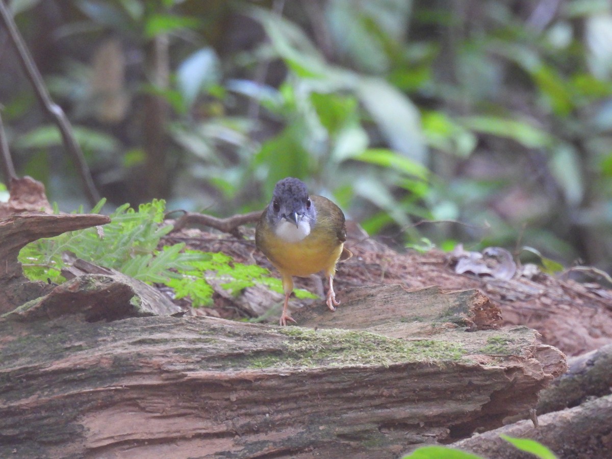 Yellow-bellied Bulbul - ML638638658