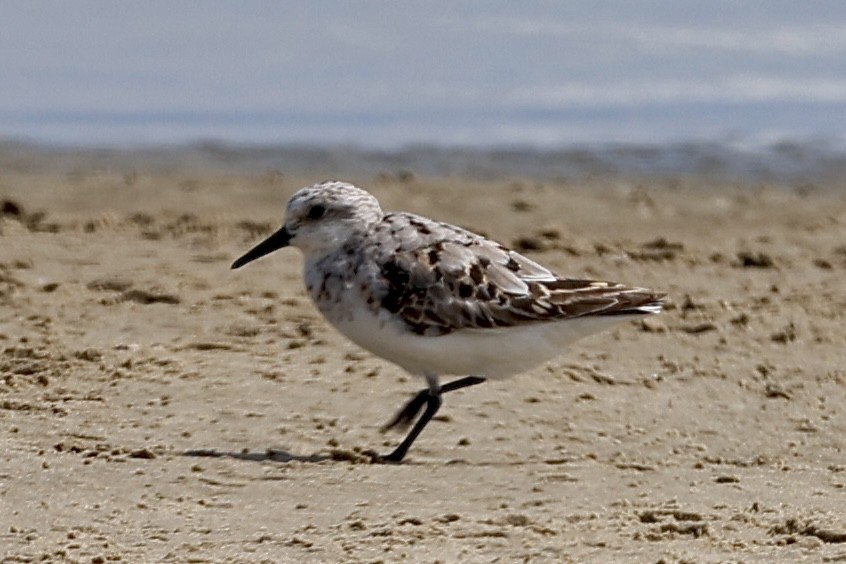 Sanderling - ML638638689