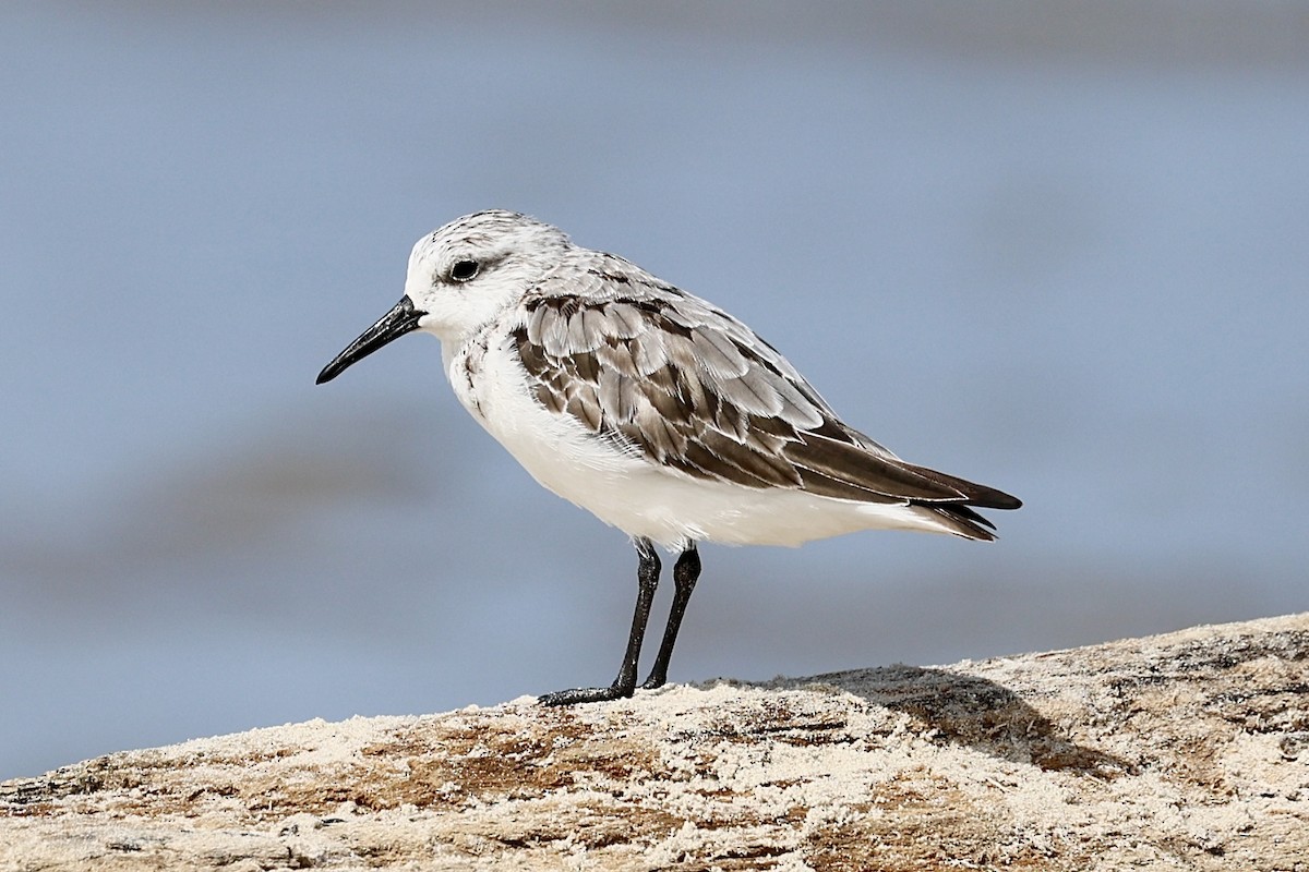 Sanderling - ML638638691