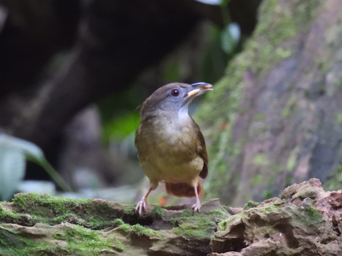 White-chested Babbler - ML638638756