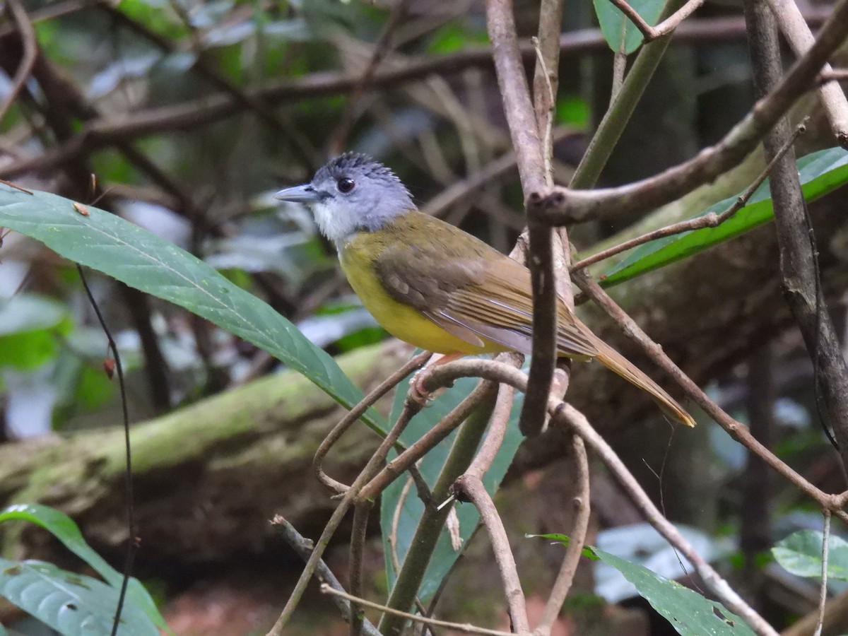 Yellow-bellied Bulbul - ML638638767