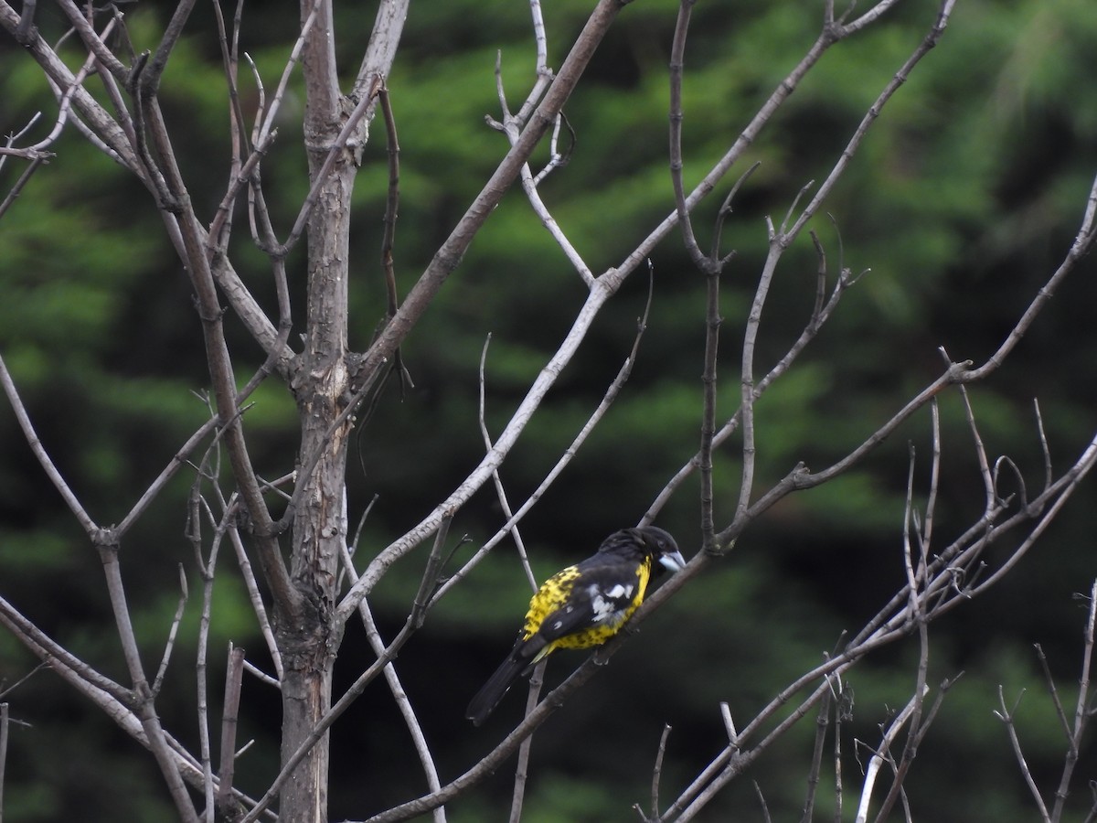 Black-backed Grosbeak - ML638638784