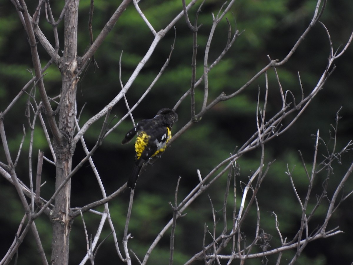 Black-backed Grosbeak - ML638638786