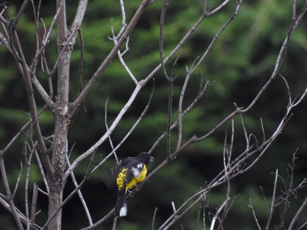 Black-backed Grosbeak - ML638638787