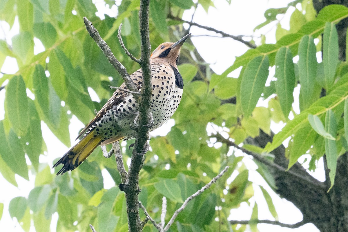 Northern Flicker - ML638638841