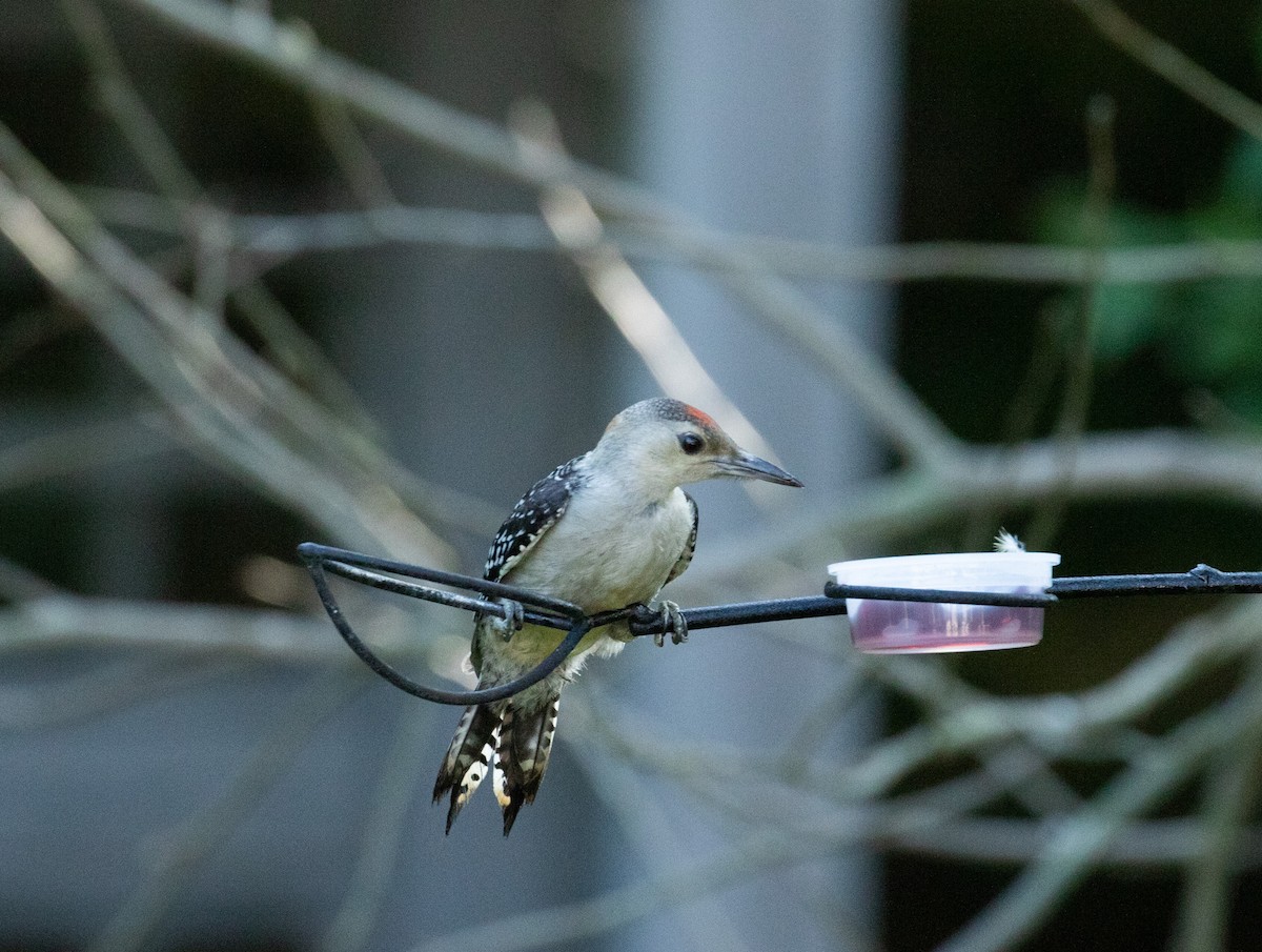 Red-bellied Woodpecker - ML638638851