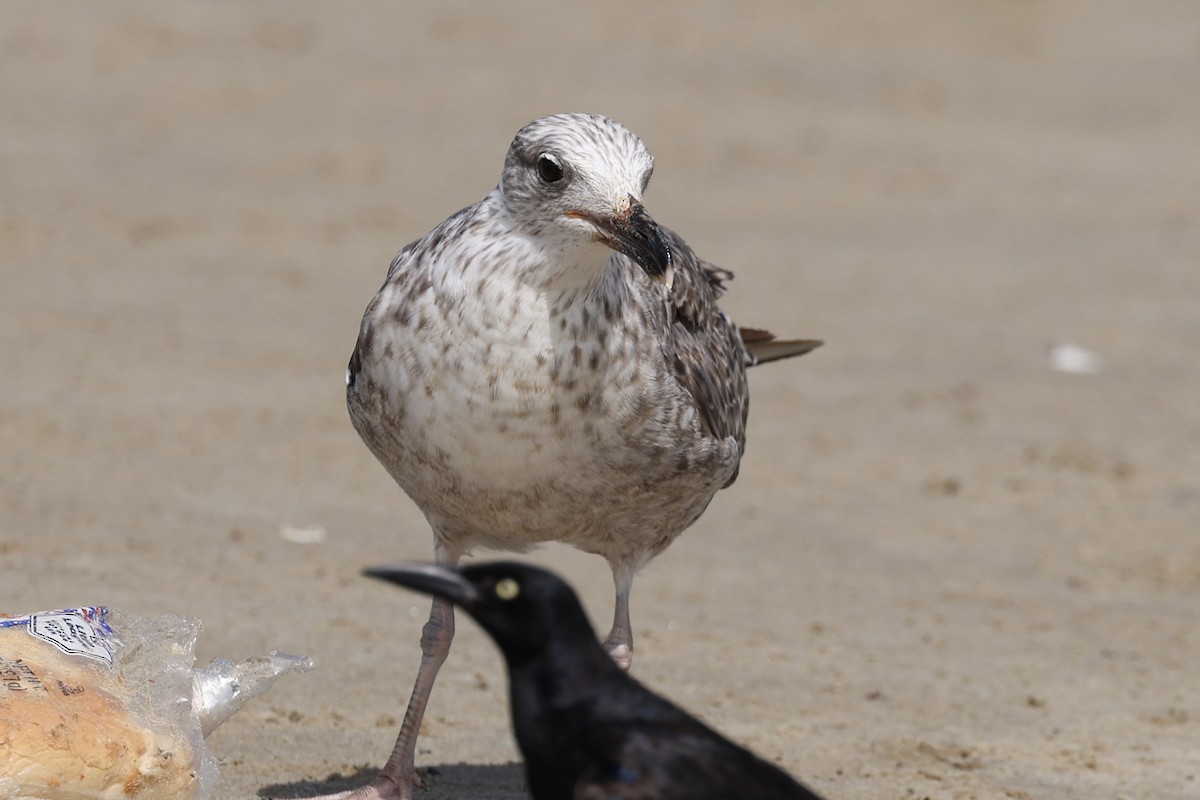Lesser Black-backed Gull - ML638638874