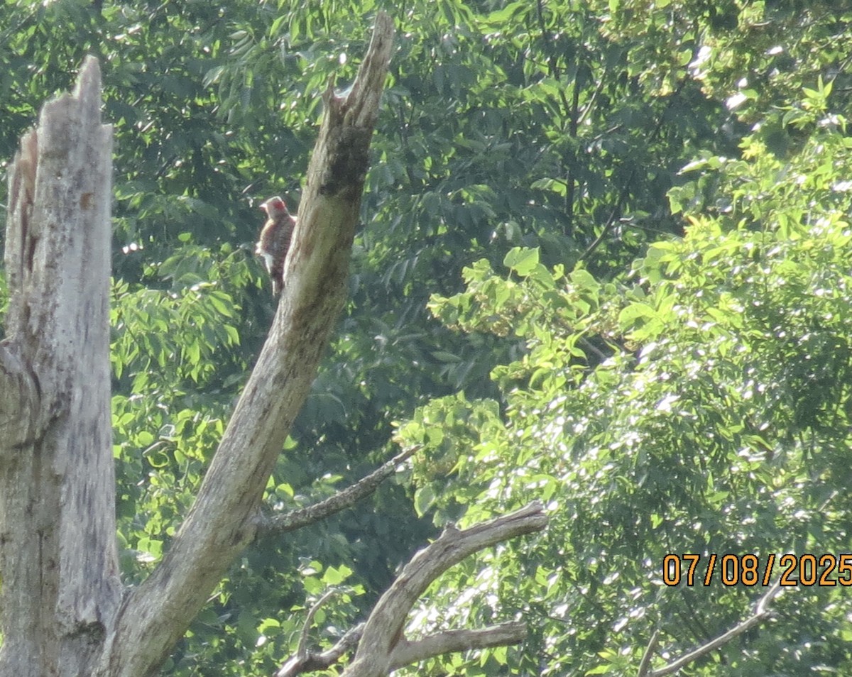 Northern Flicker - ML638638997
