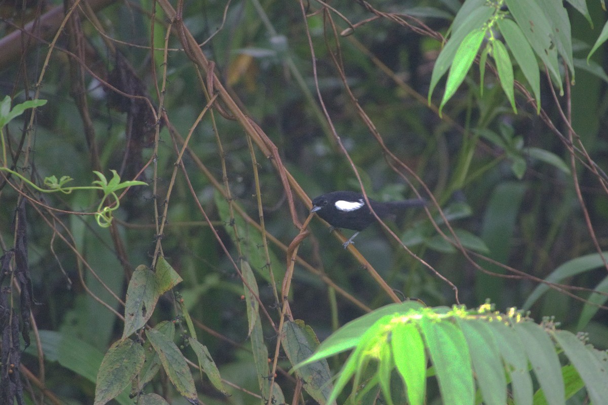 White-shouldered Tanager - ML638639068