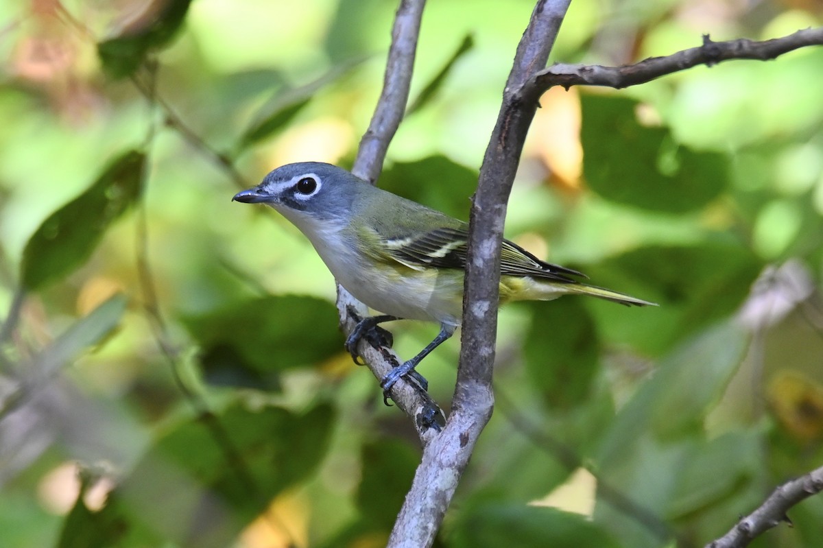 Blue-headed Vireo - ML638639083