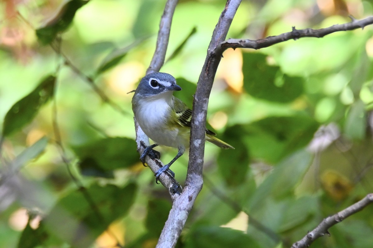 Blue-headed Vireo - ML638639084