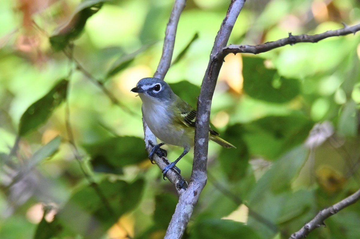 Blue-headed Vireo - ML638639085