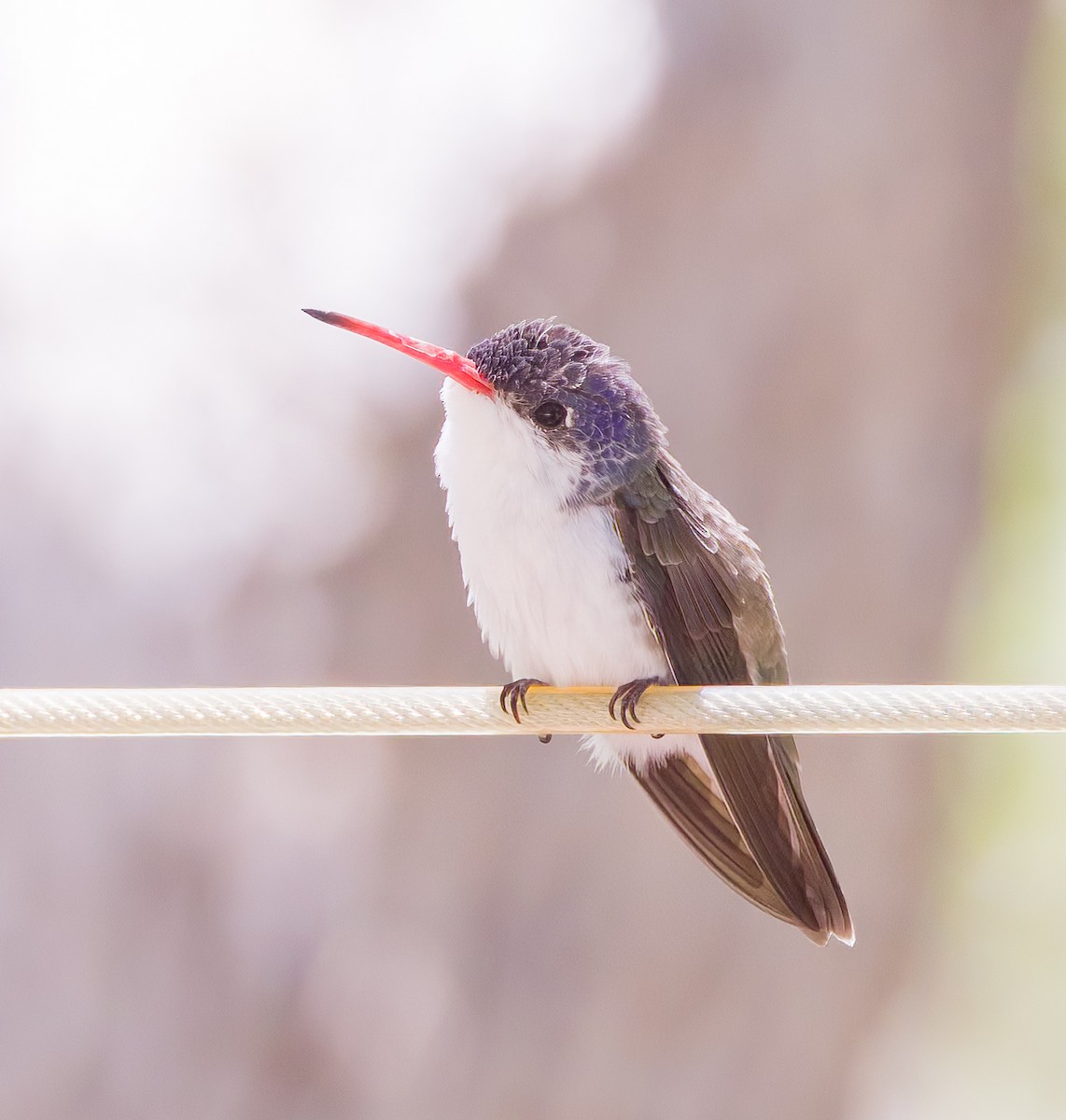 Violet-crowned Hummingbird - ML638639087