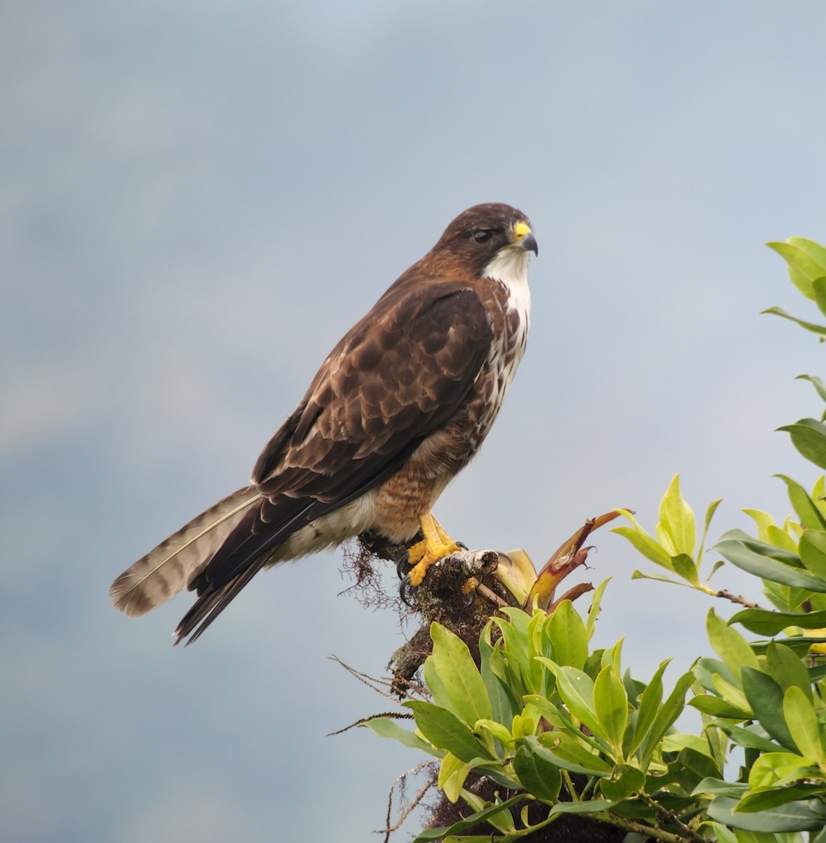 White-throated Hawk - ML638639093