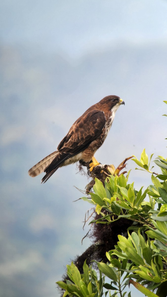 White-throated Hawk - ML638639094