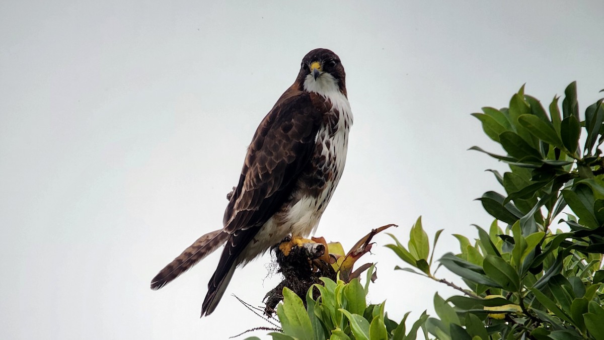 White-throated Hawk - ML638639095