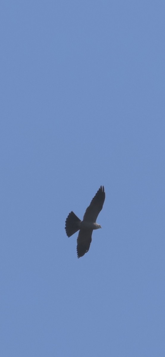 Mississippi Kite - ML638639105