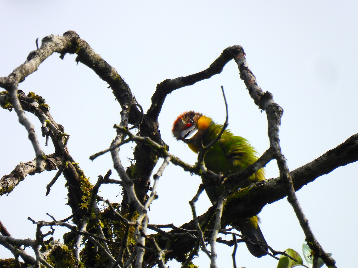 Gold-whiskered Barbet (Gold-whiskered) - ML638639123