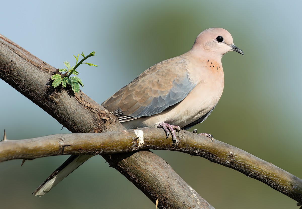 Laughing Dove - ML638639133